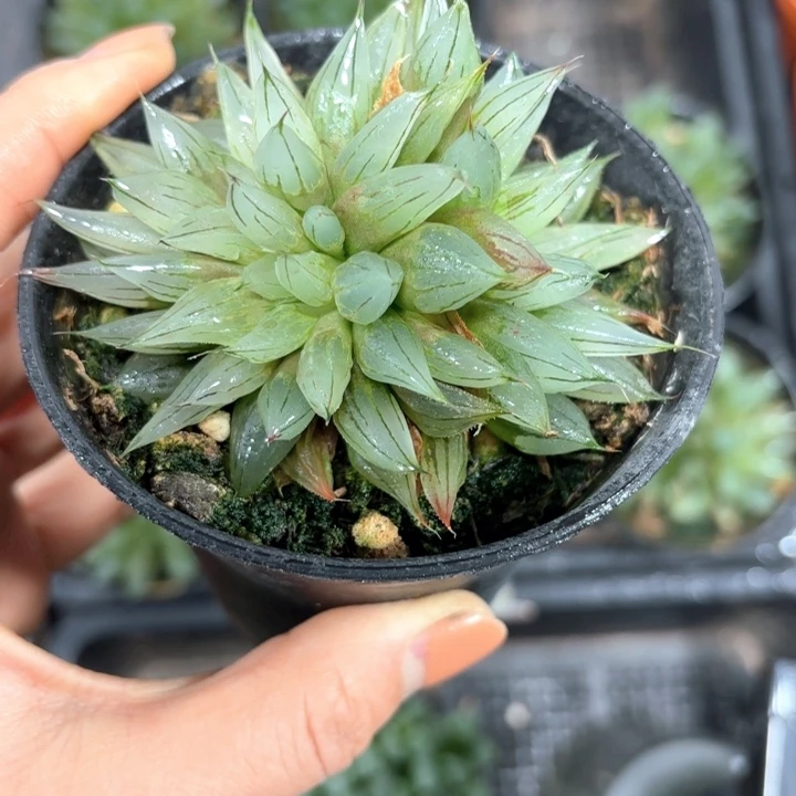 母本多头西亚基多肉植物