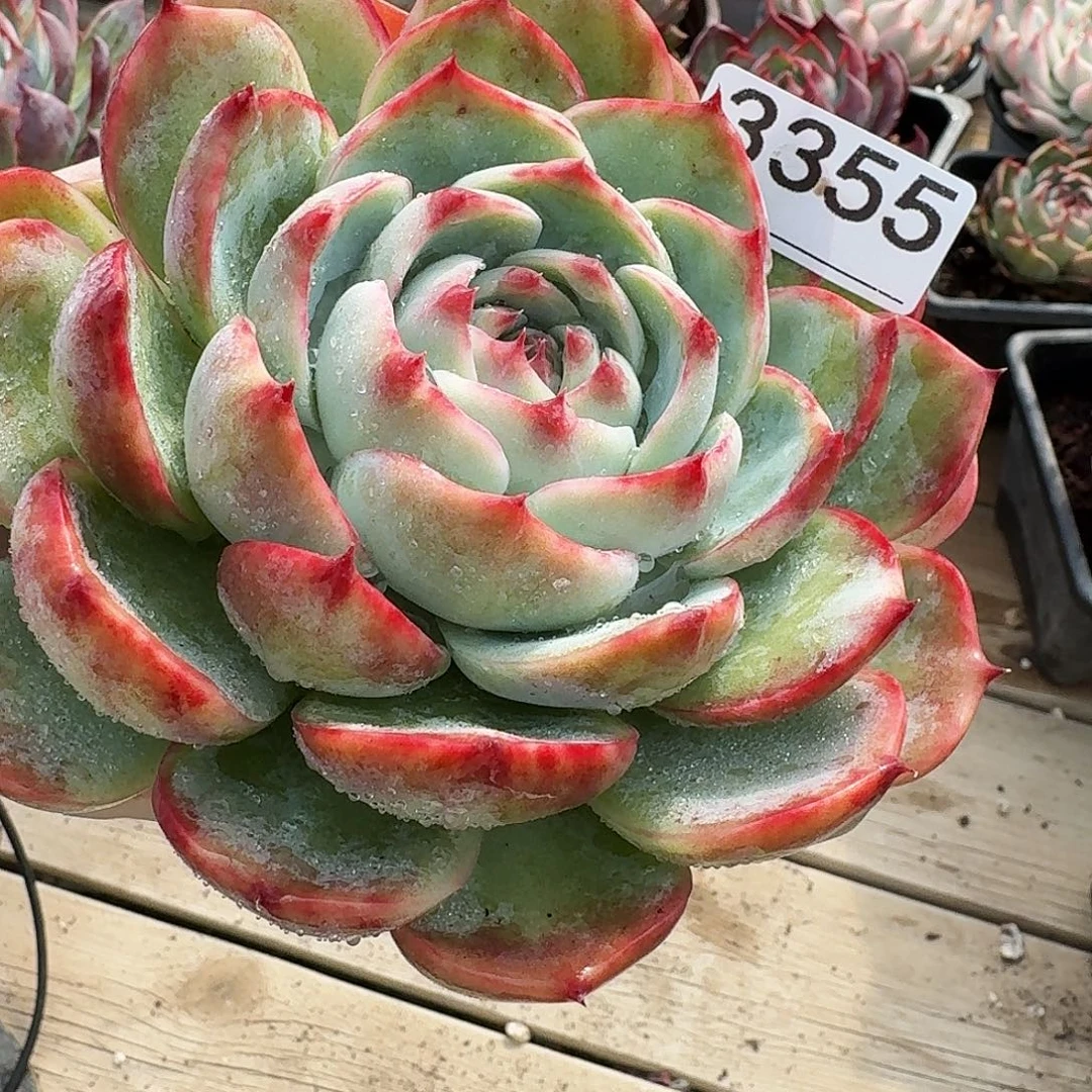 惊鸿仙子 3355.........