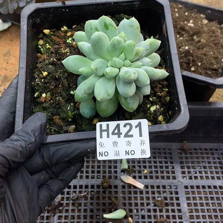胖体哥特缀化 非偏远38包邮 节后后