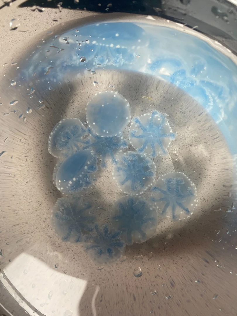 同款桌面萌宠  水母