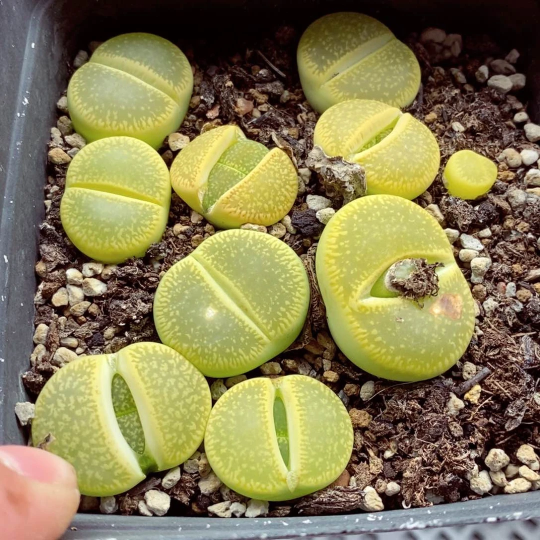 我的小姐姐们都是我的小可爱040