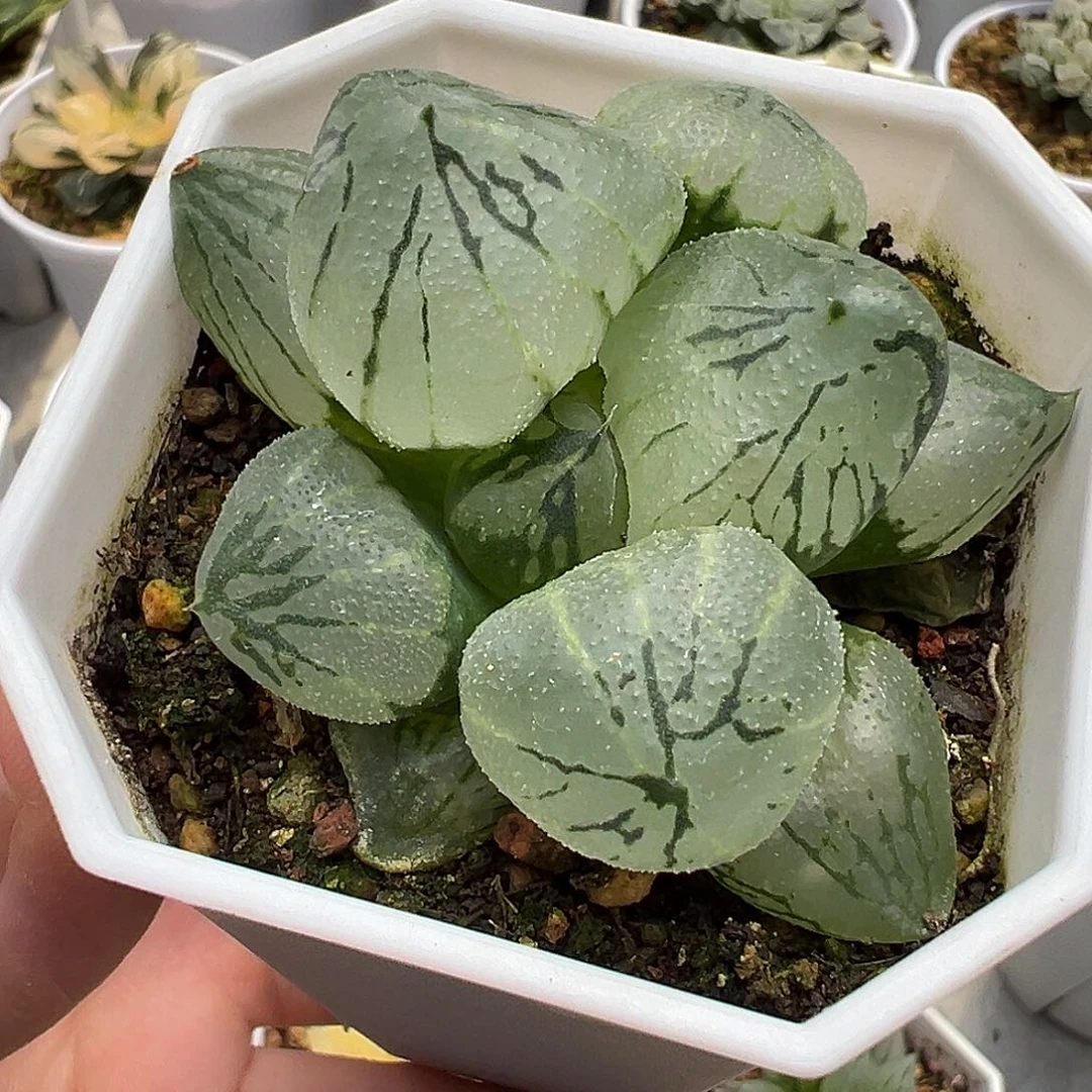 杨贵妃十二卷多肉植物