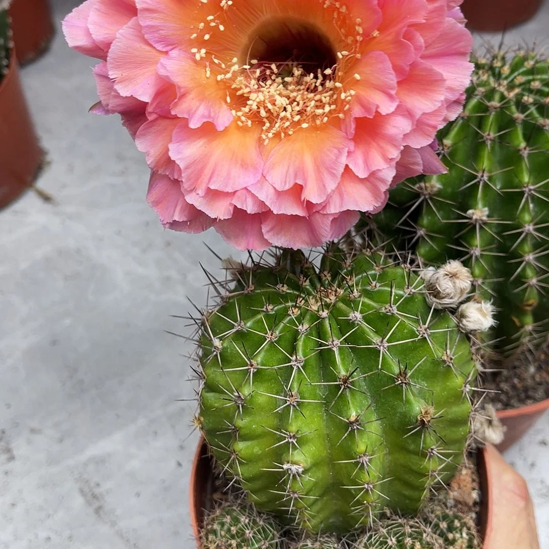 彩草58号带仔7-8公分