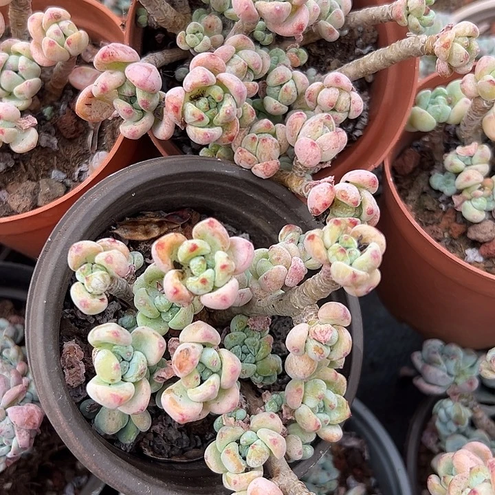樱花罗琦3盆。