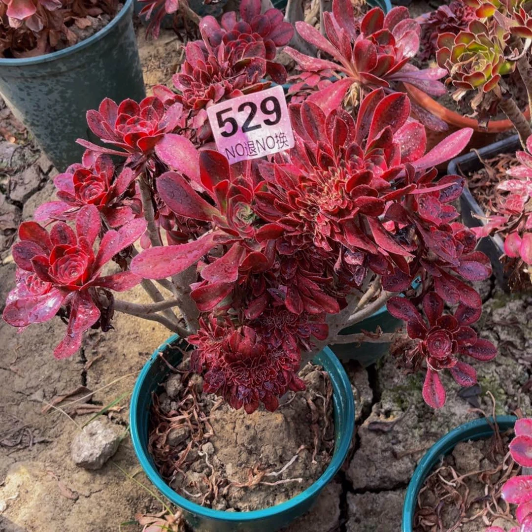 香奈儿法师缀化5-26