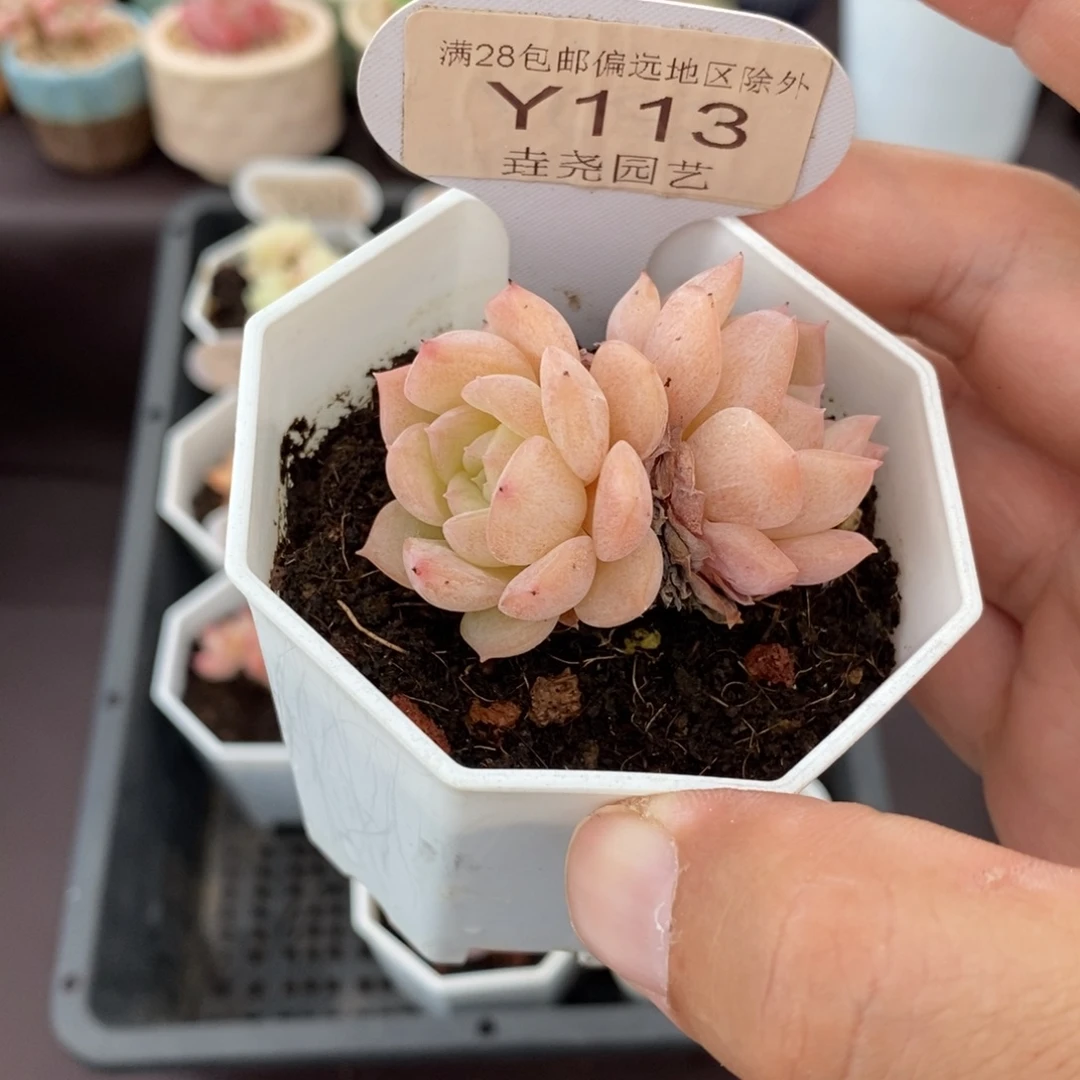 0113 纯爱双头 5cm