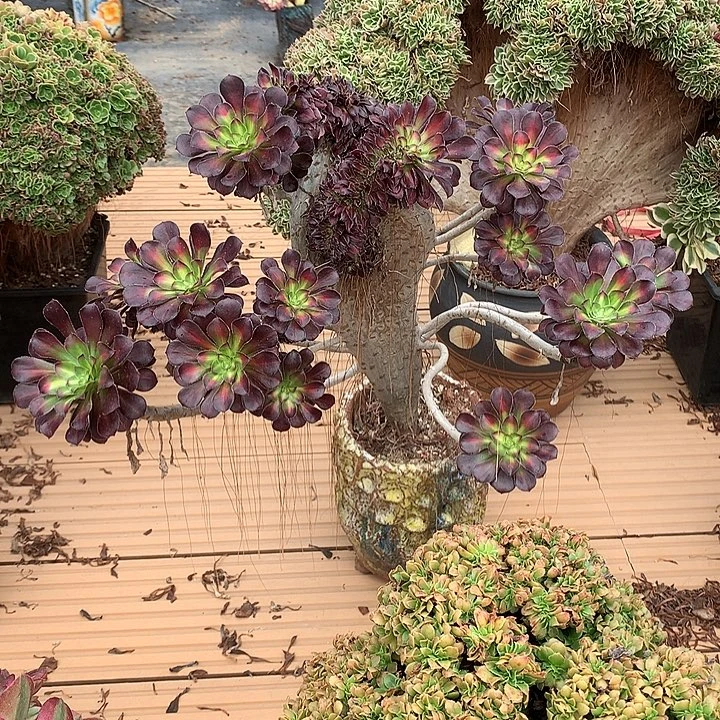 晚霞朵朵脱土发货