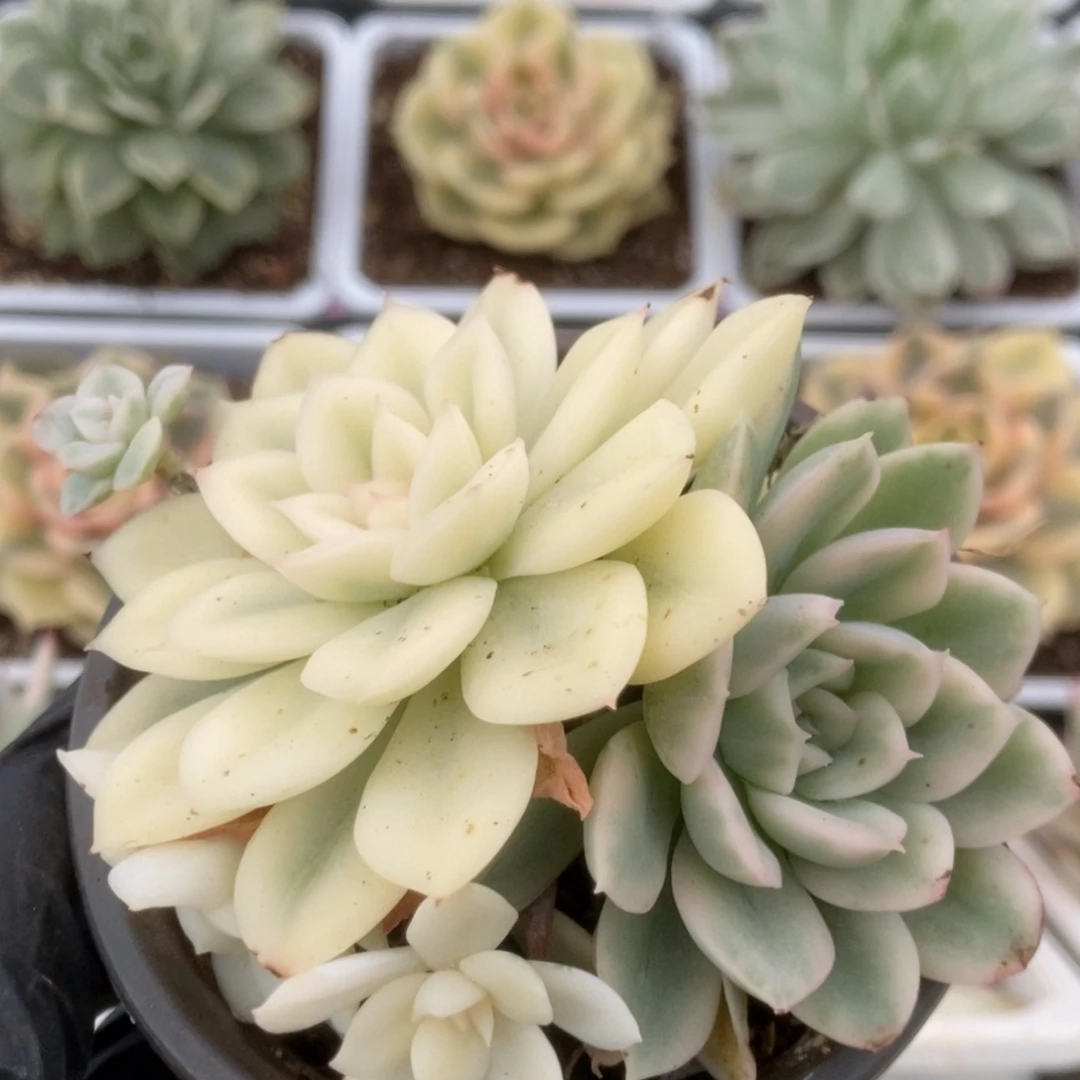 102月亮仙子锦锦锦锦锦锦锦