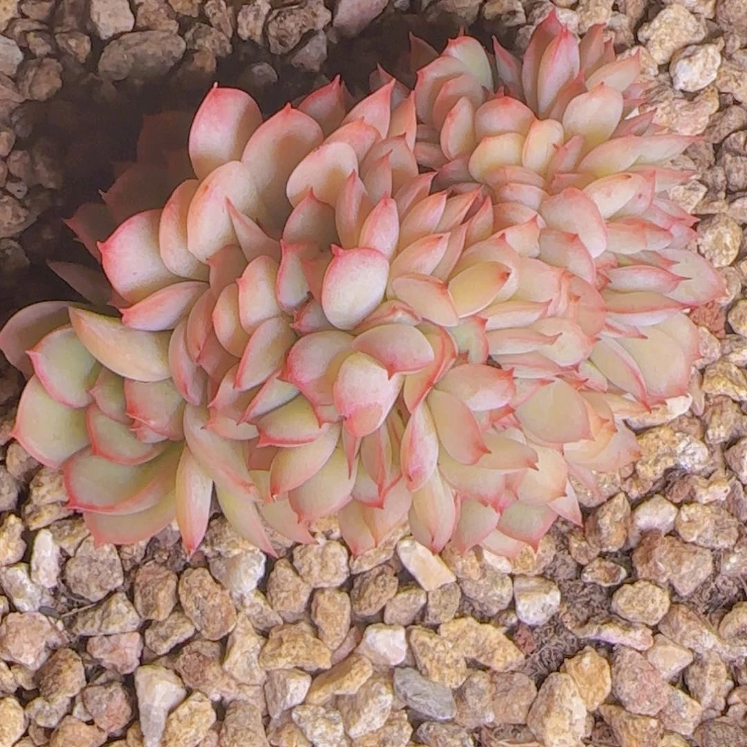 倒*?倒影寄养11111111111111