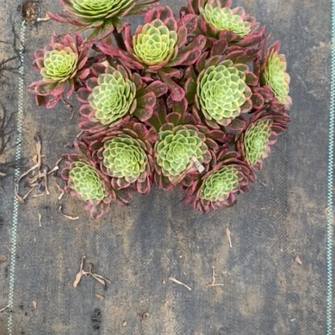 朝霞56多肉植物法师法师