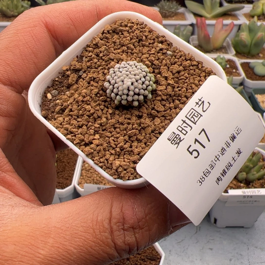 3.8牡丹多肉植物517