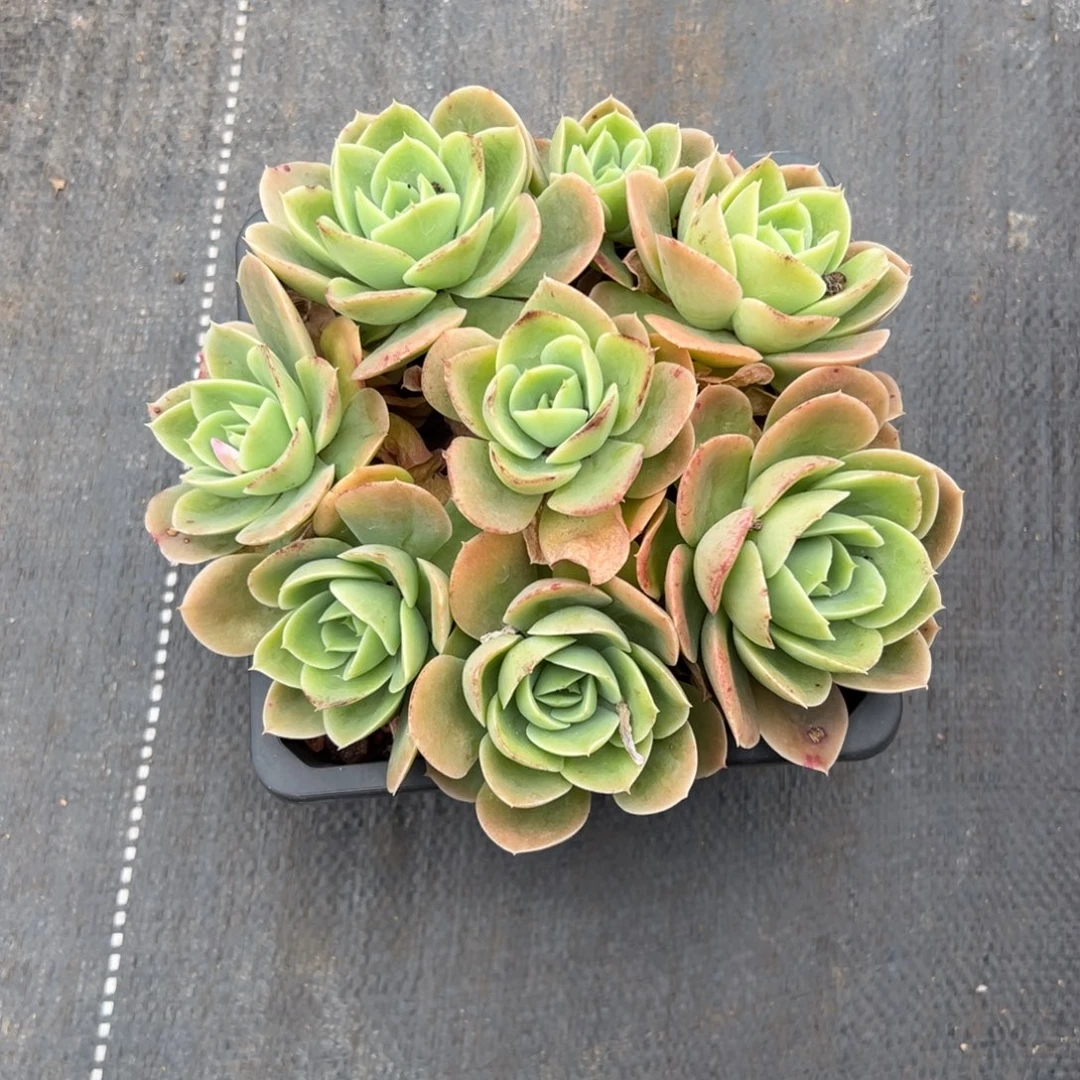 多肉星娜塔【非偏远地区满18包邮】