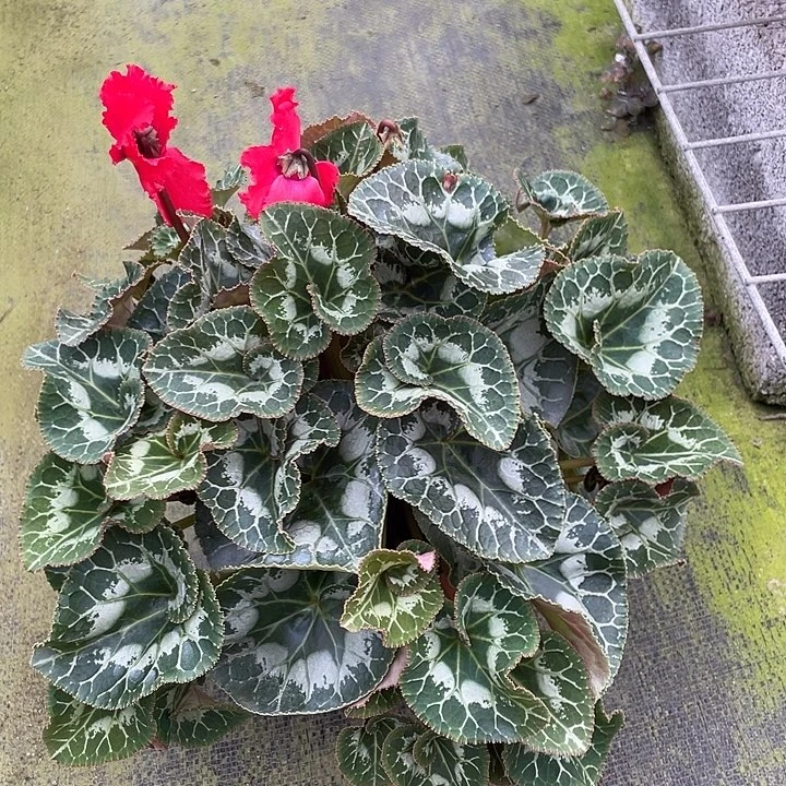 完全开放仙客来150口径盆一代苗