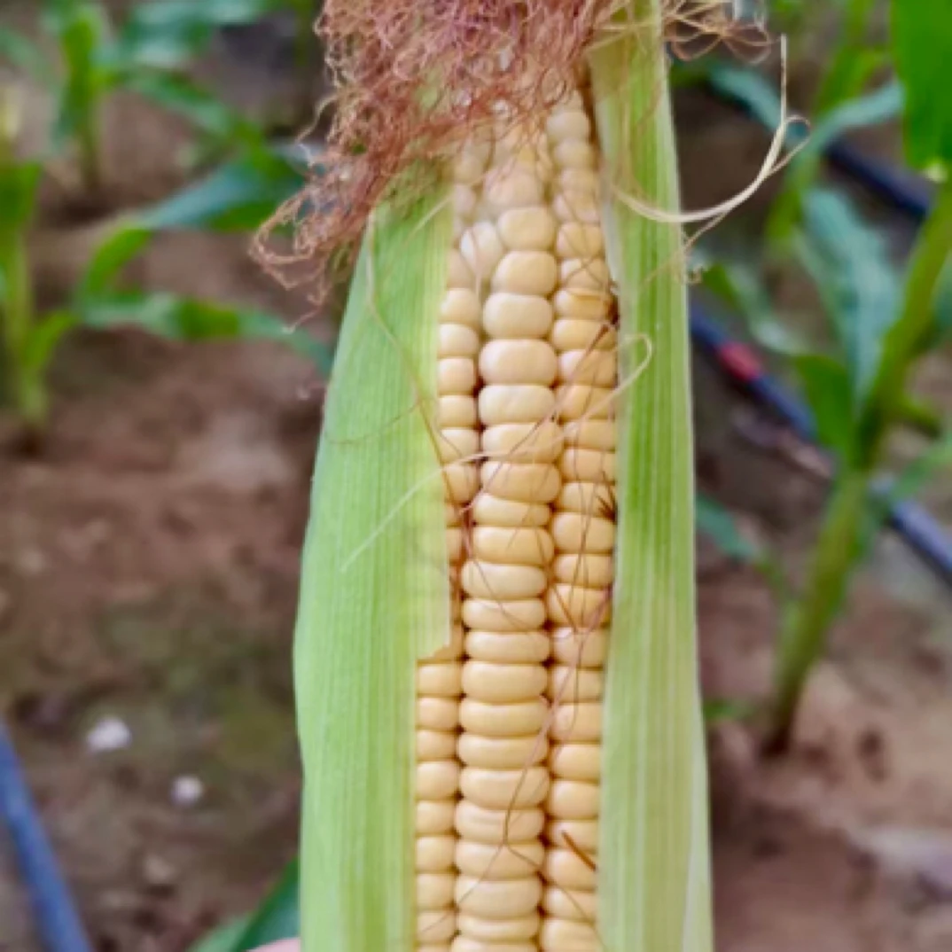 新鲜本地老式笨玉米（笨玉米棒子）现摘现发 拍6根发7根北京市