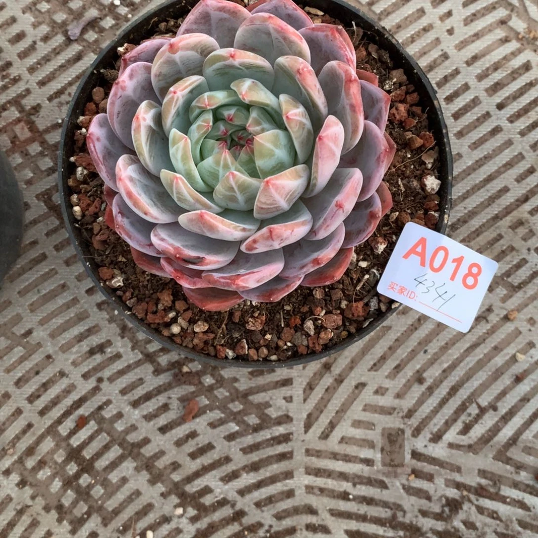 -***拉一个杂杂多肉植物