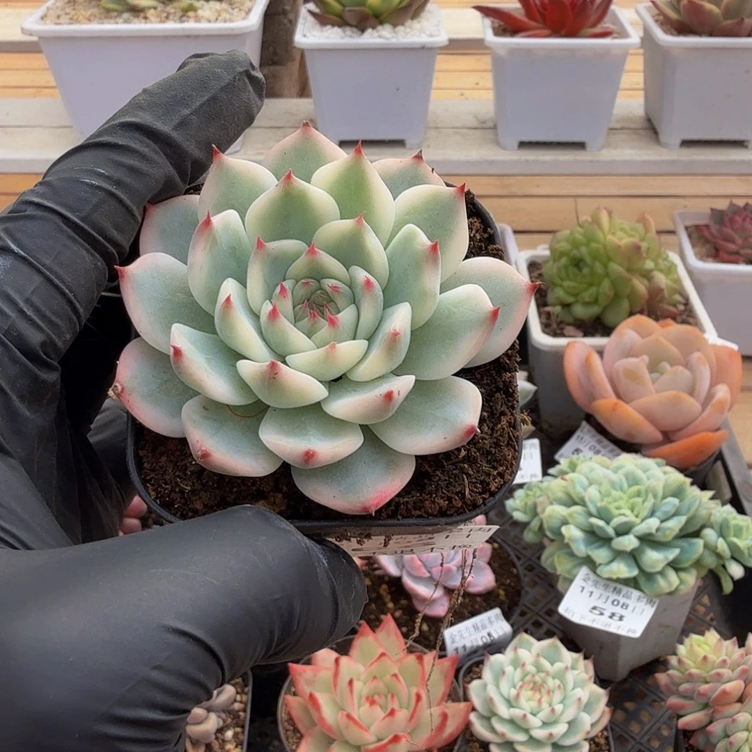 1108-66吉娃娃单头