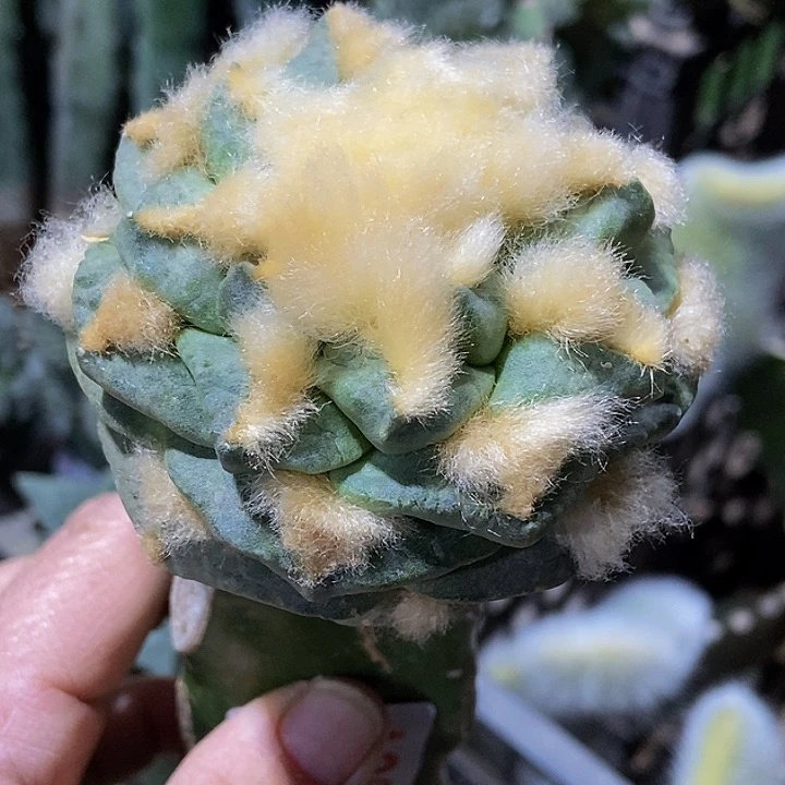 无花朵福利金毛螺旋大尤勾尤龟甲牡丹860