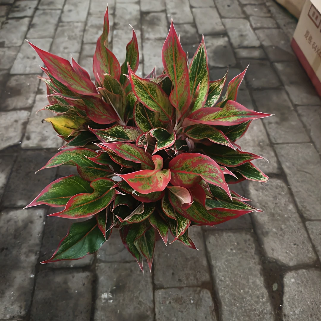 超大万年红盆栽易养
