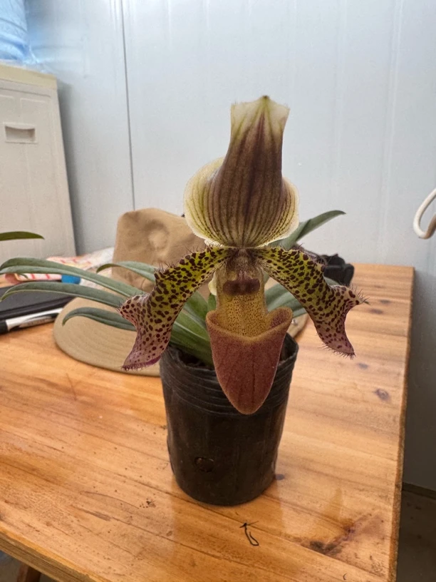 扁魔兜 可带盆发货