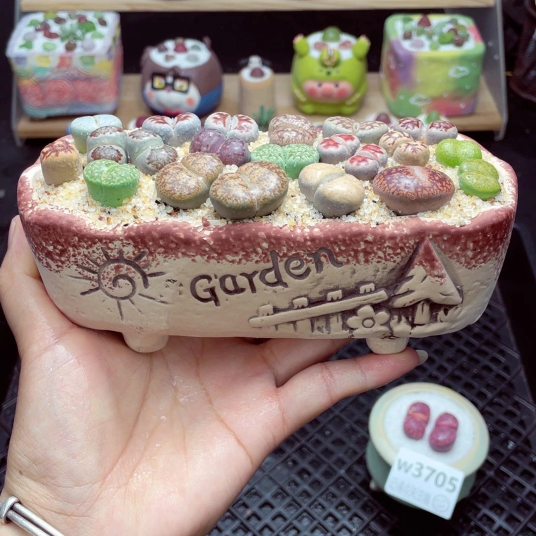 w3706 带盆土发货一物一拍