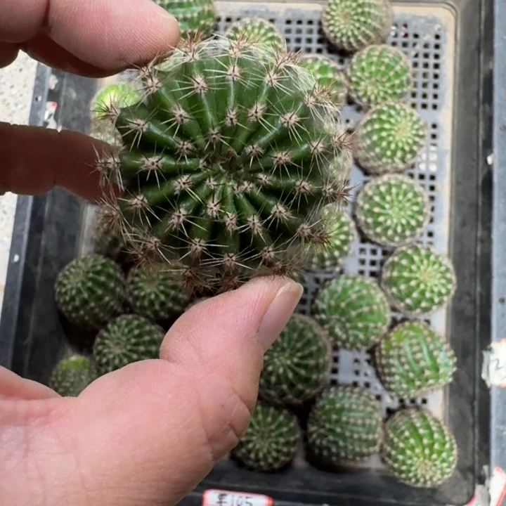 344彩草105歪无根侧牙4公分左右，20包邮