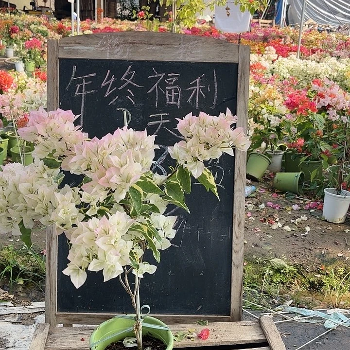 完全开放三角梅白马斯