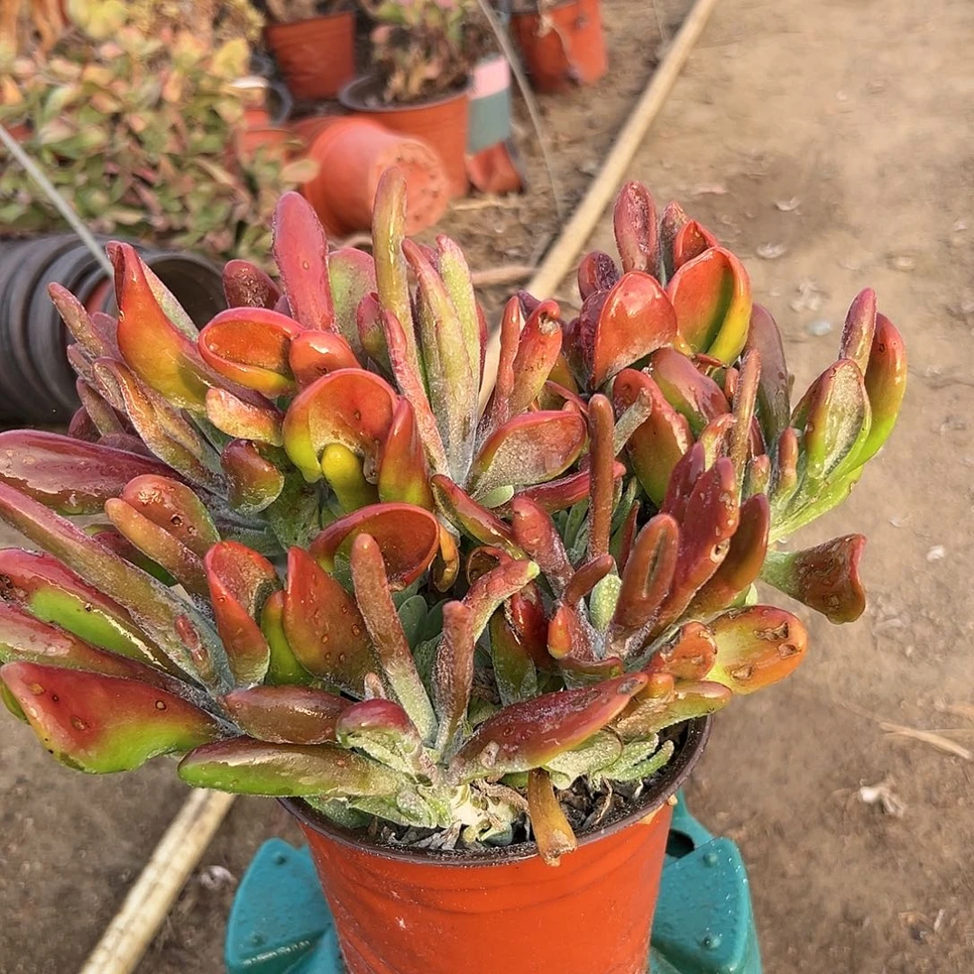 多肉植物火狐狸群