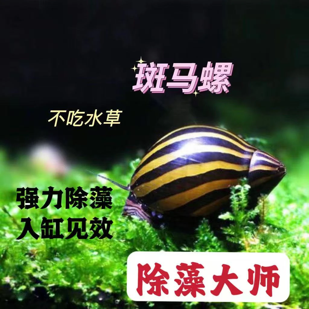 斑马螺鱼缸观赏螺宠物螺除藻蜗牛活体草缸清洁汽水螺