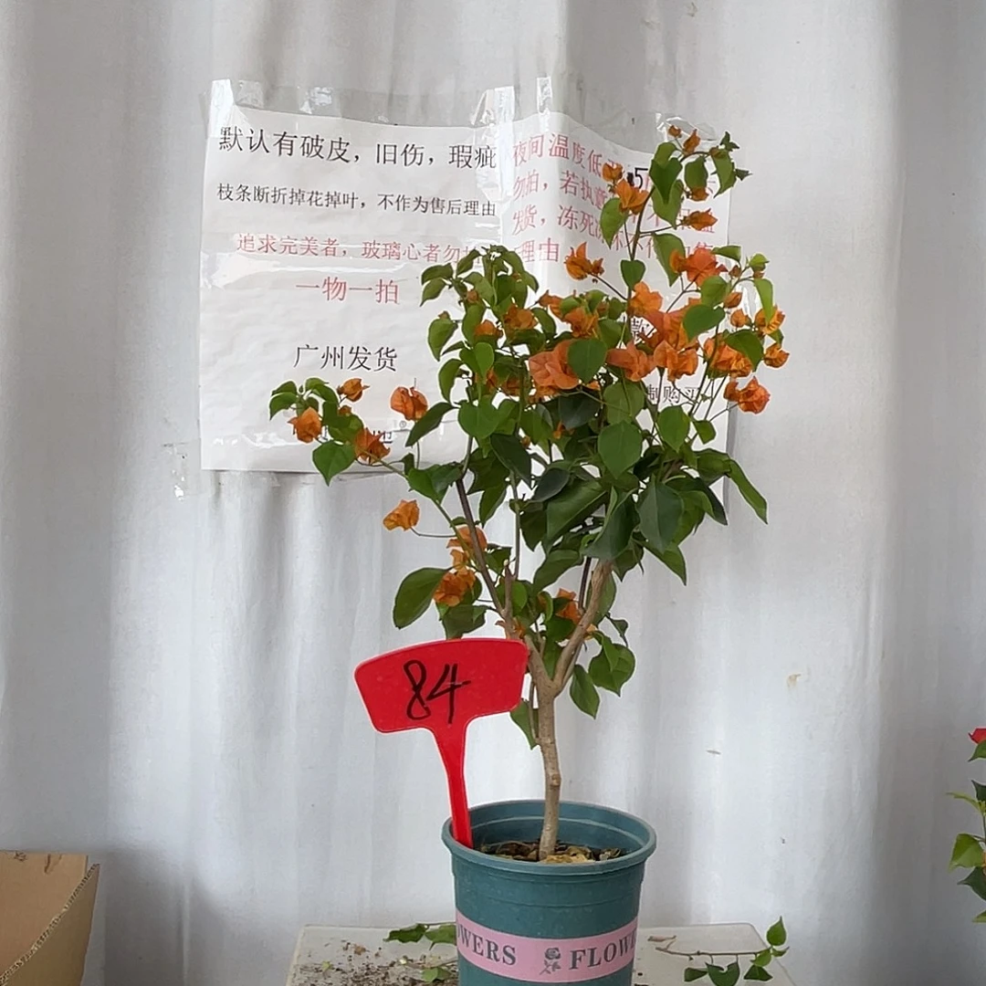 当前无花栽培后可以开花 84绿叶橙盆苗