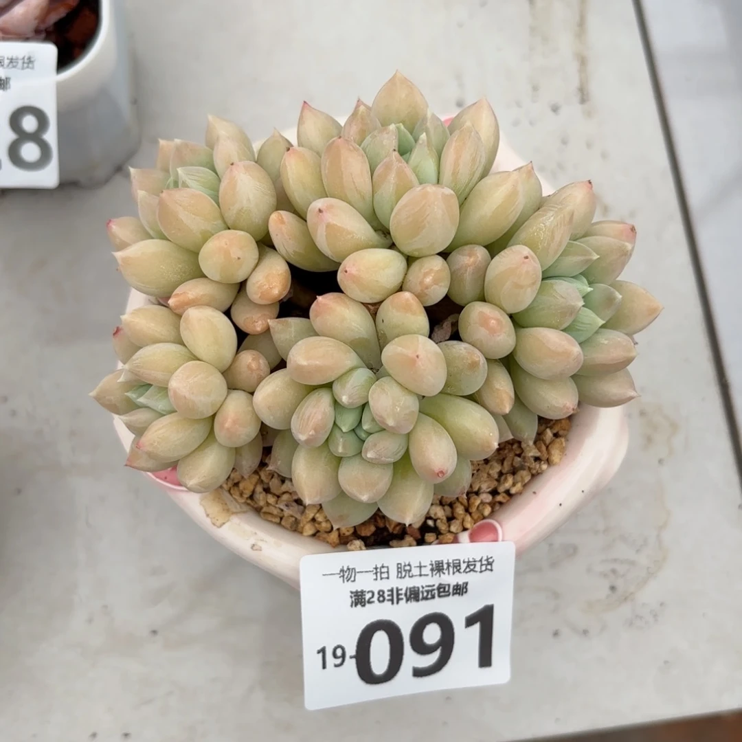 星空美人老桩多肉多肉