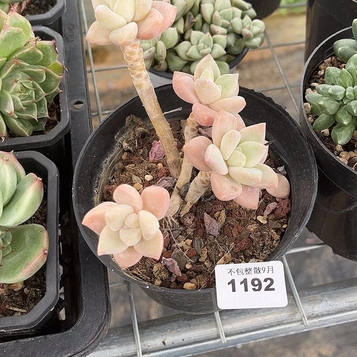 阿雅园艺。       1192龙蛋