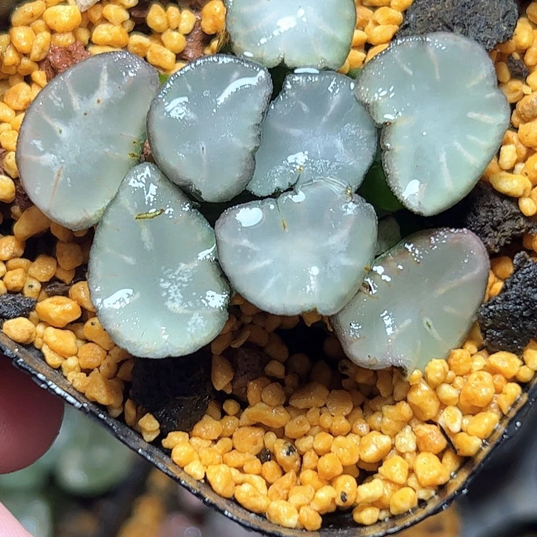 盐湖城万象十二卷多肉