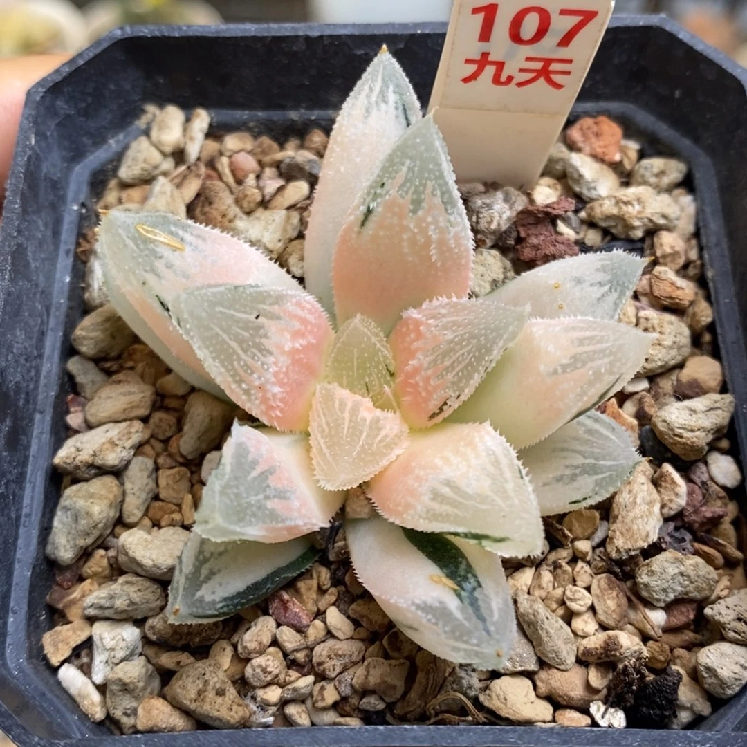 107号糊斑白帝城锦带盆