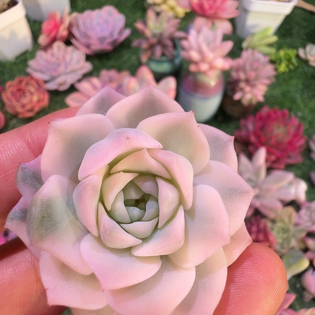 云***l多肉植物多肉植物