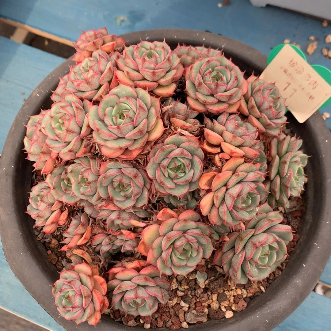 笨巴蒂斯无砍老桩11