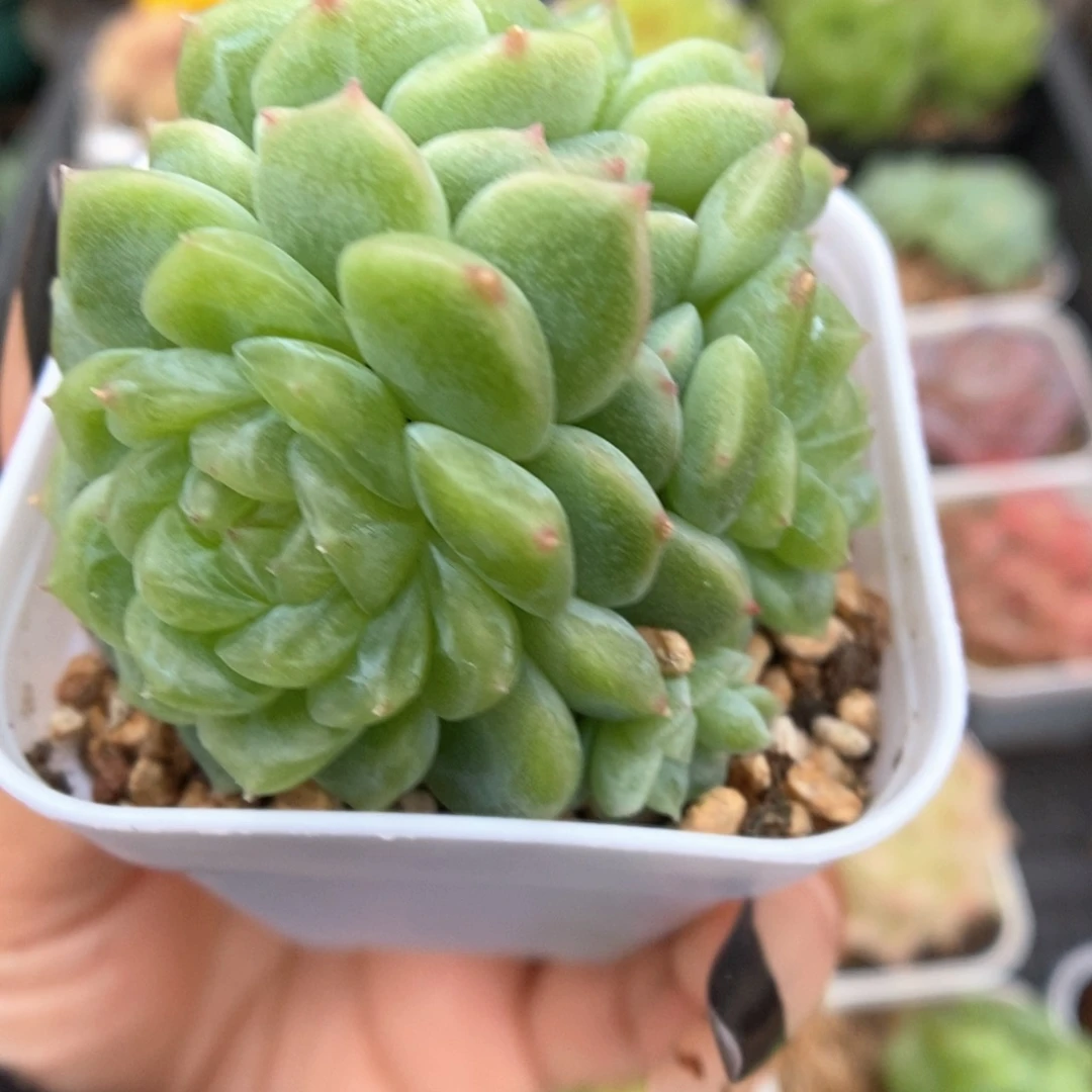 泼天富贵群生19号。