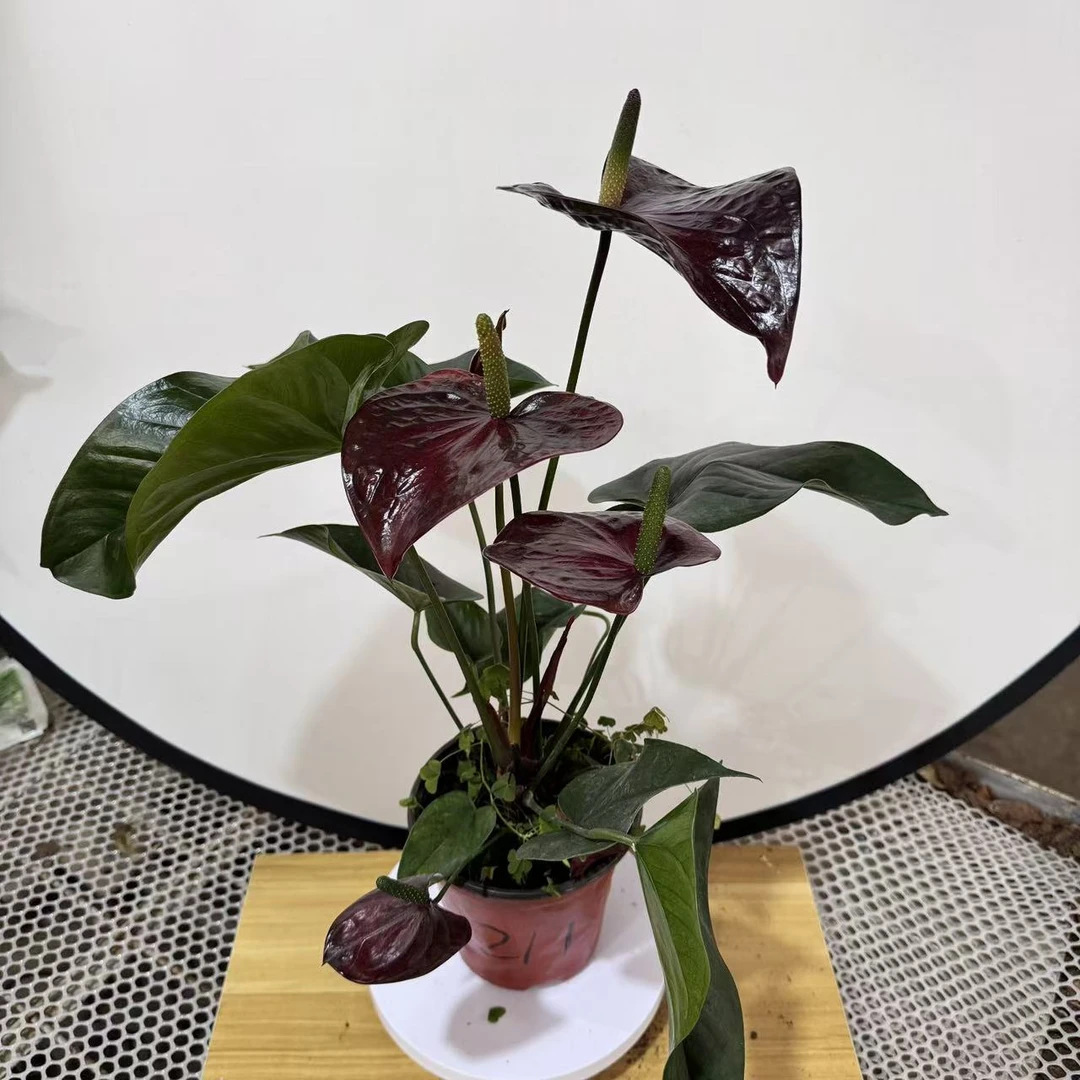 彩色红掌掌一物一拍编号211
