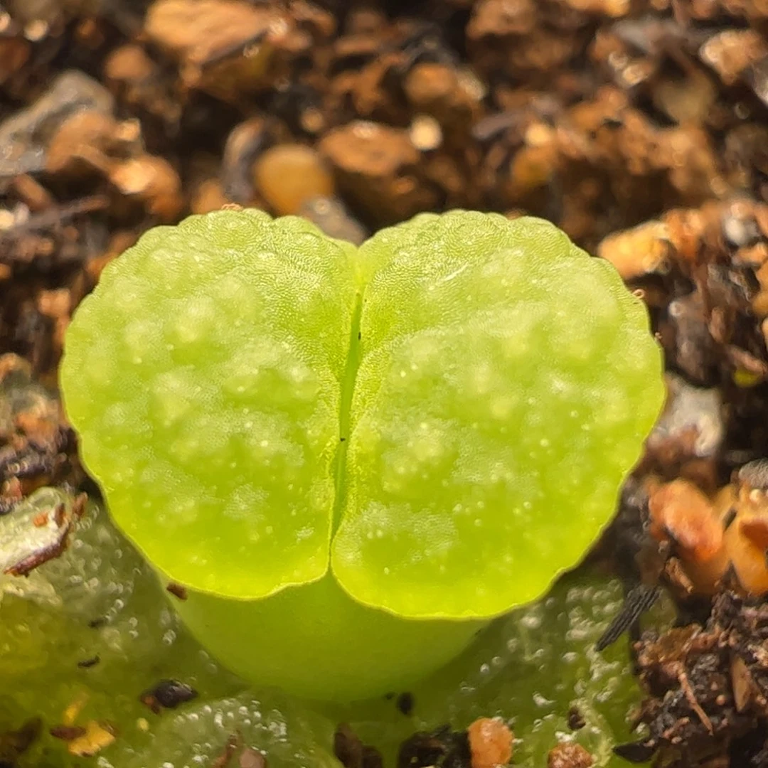 雪花磁铁多肉植物百科