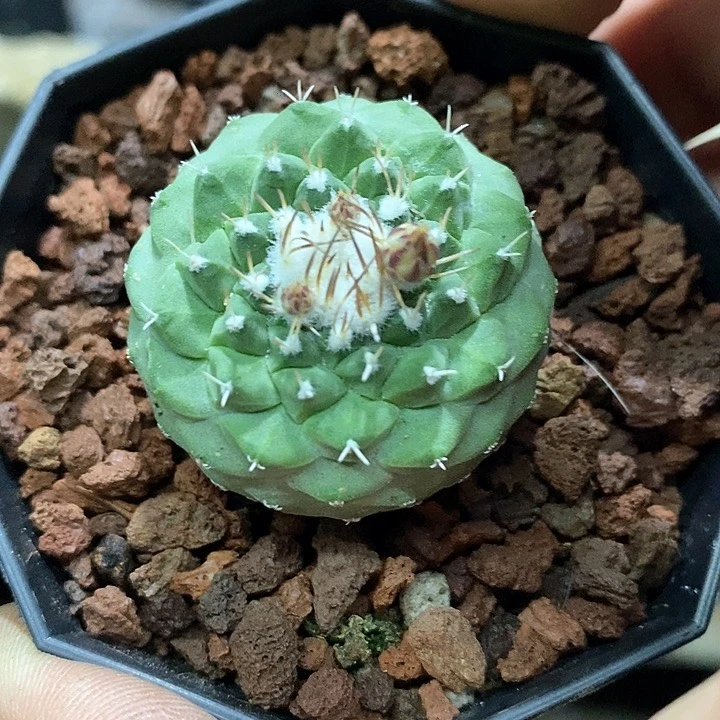 孤品实生菊水仙人球3.5cm带花苞