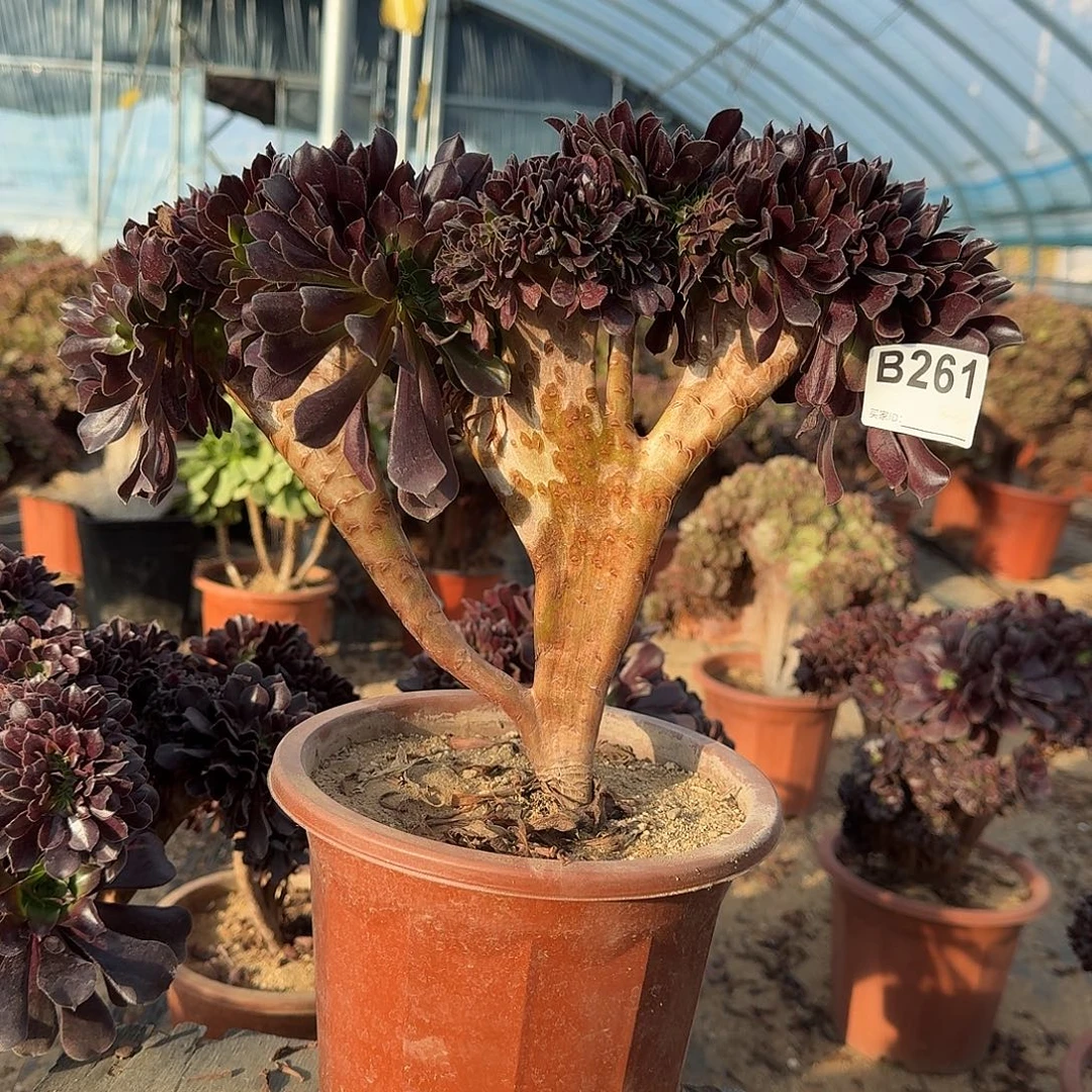 261欧紫一颗满28包邮