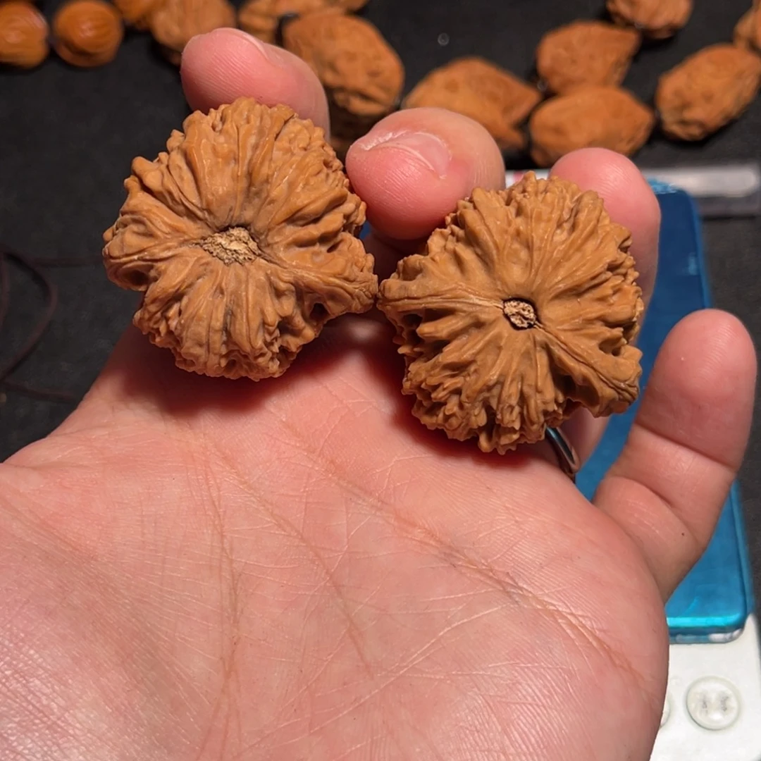 36全品红皮一代嫁接南疆龟背