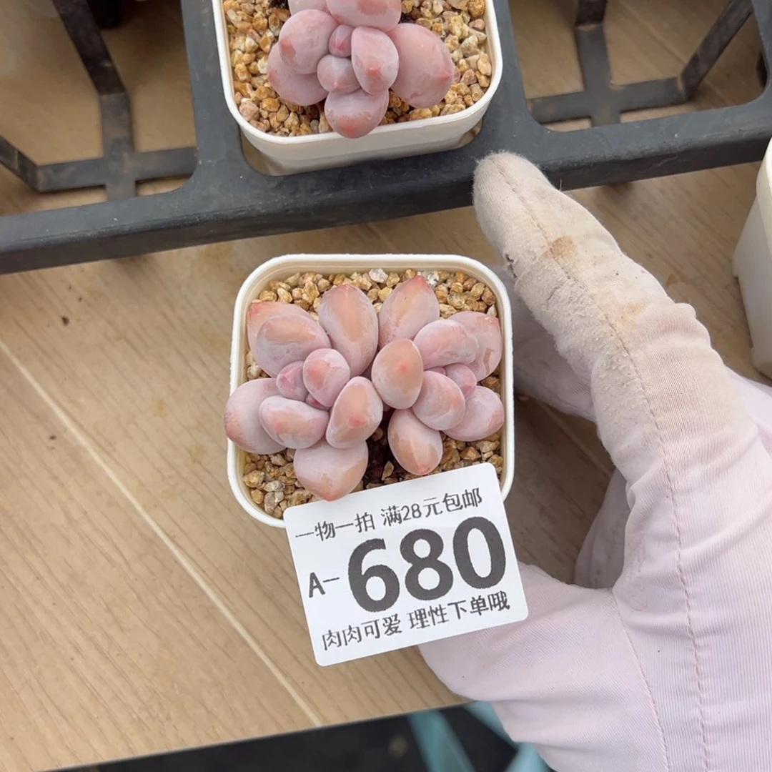 香水奶多肉多肉多肉多肉多肉