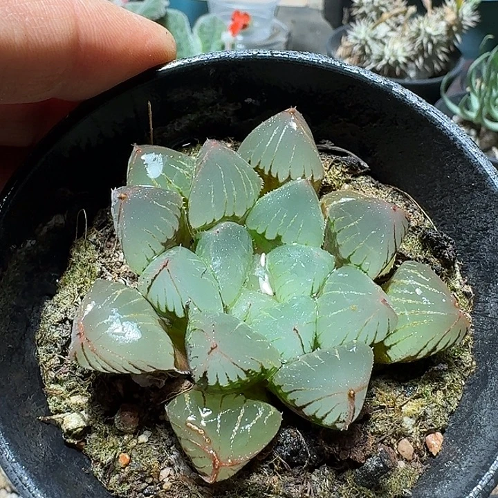 688糯米玉露脱土发货