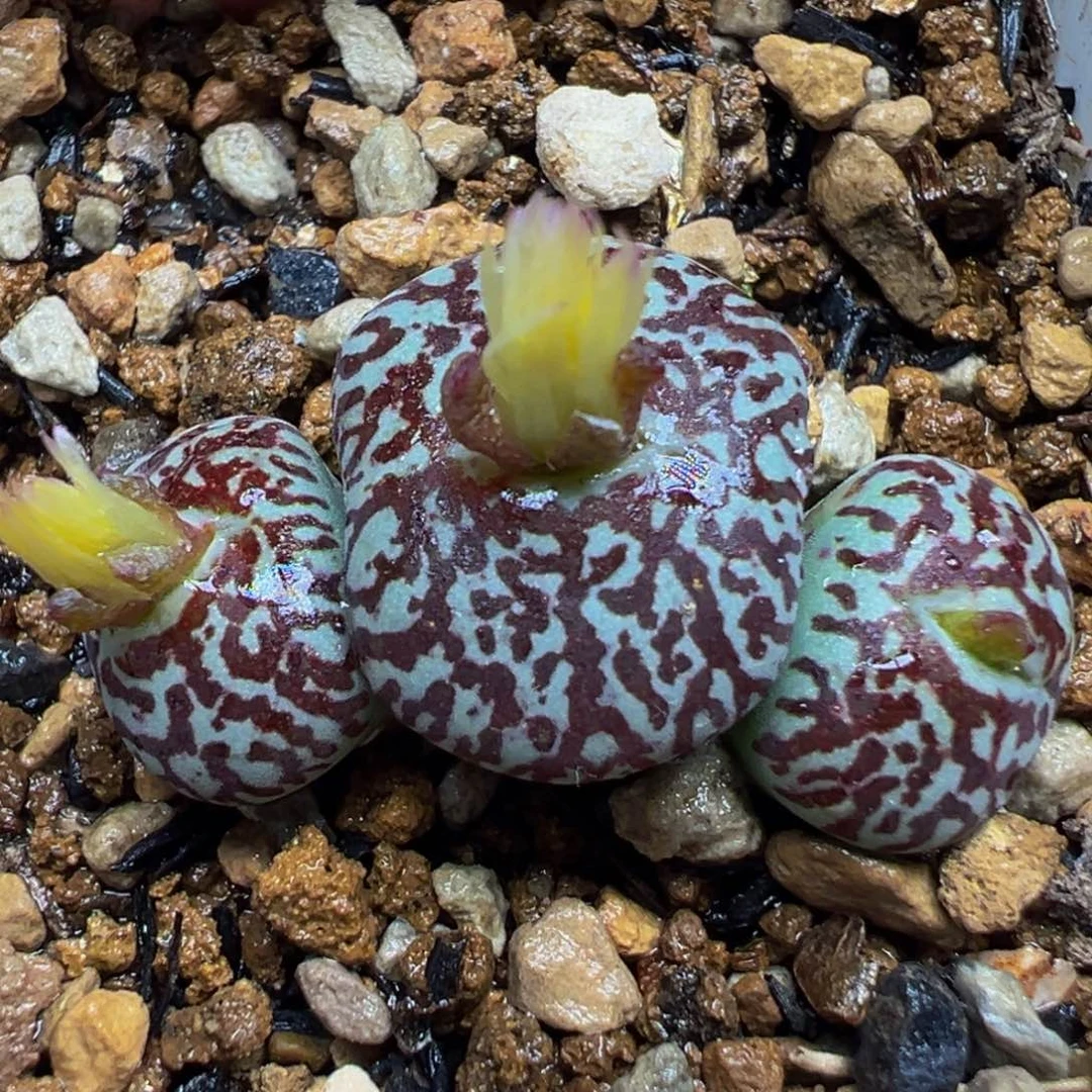 嘟嘟嘴钻石墨群多肉