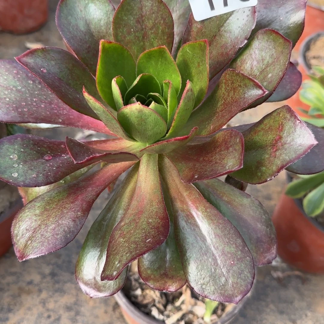 冰武士多肉173满28包邮断枝不包