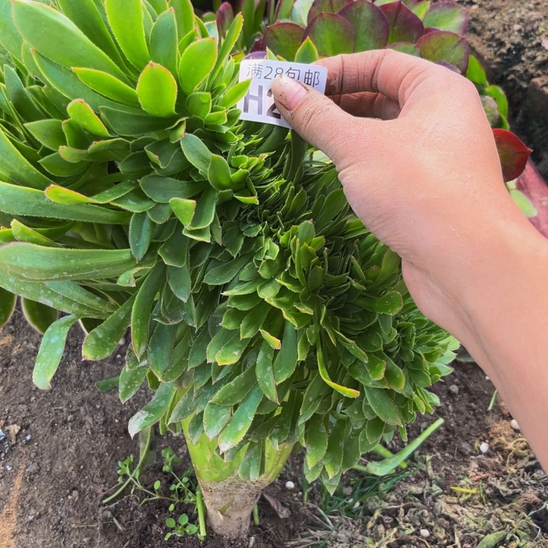 274多肉植物一物一拍