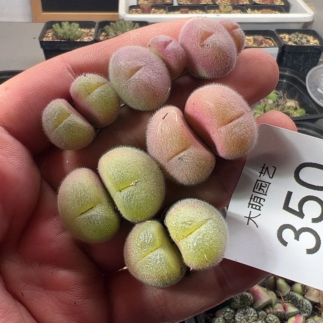 一物一拍。      350