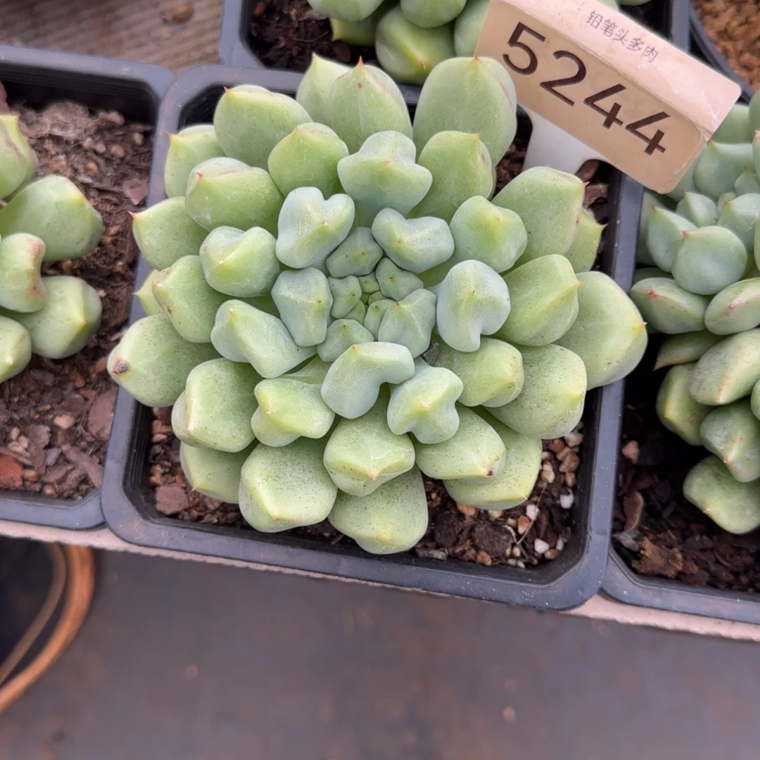 小***️5244。     丘比特之箭多肉