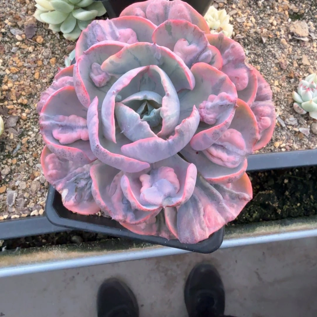 雨滴锦郑州场多肉19.8