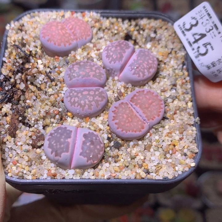 酒****?精品生石花33.345